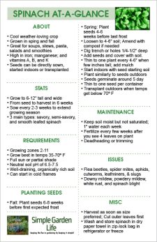 Growing Spinach - How To Grow Tender, Delicious Spinach With Ease!