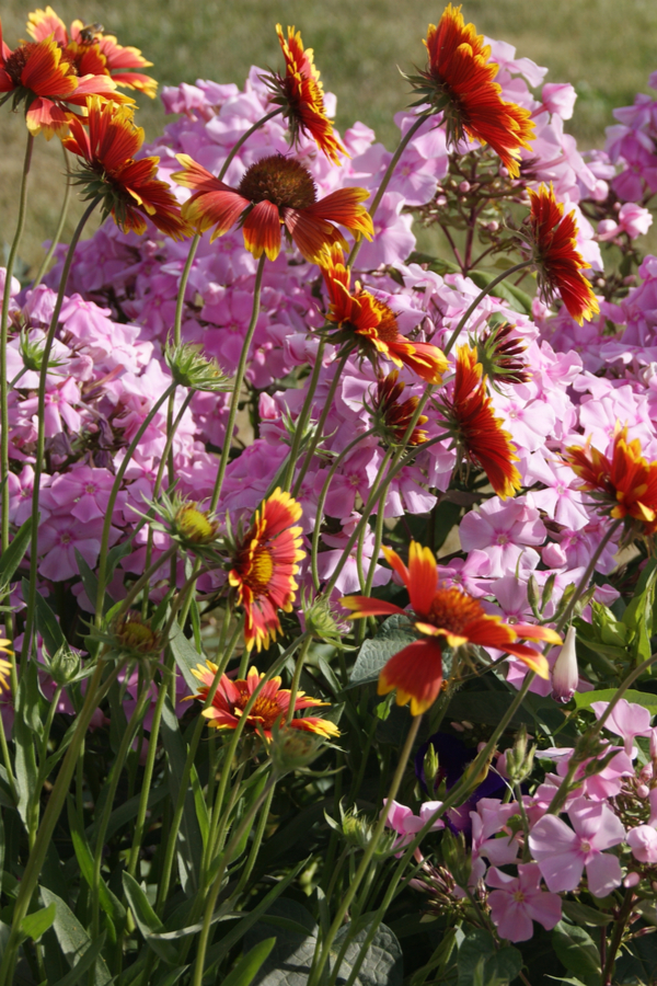 Gaillardia flowers along with pink flowers