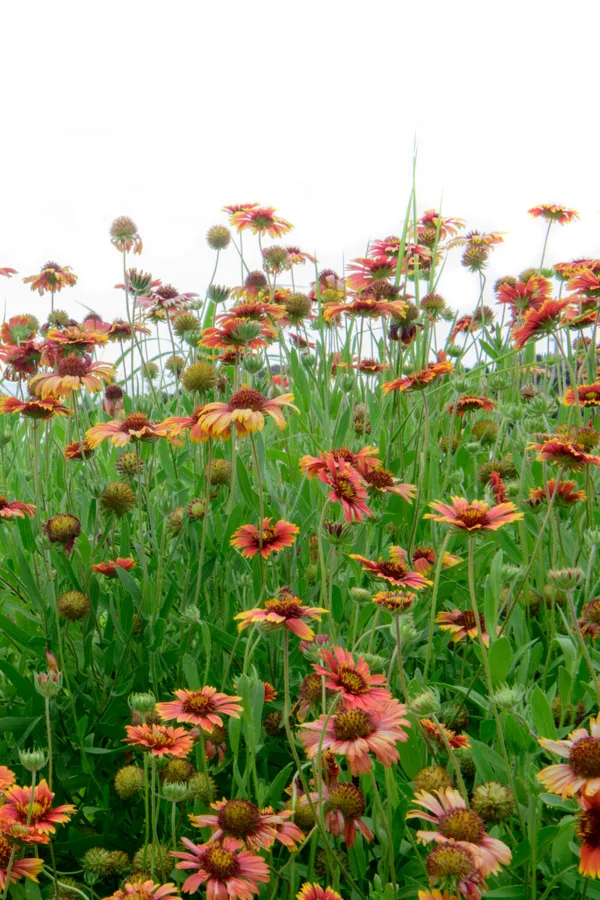 Gailladria Aristata, a type of blanket flower, growing along a roadside ditch