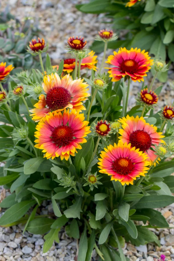 Image of Blanket flowers summer flowers