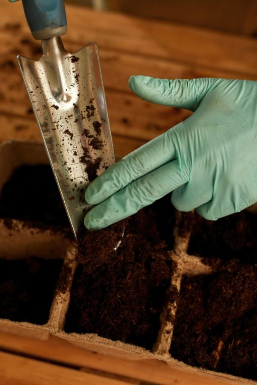 The Perennial That Blooms All Summer! How To Grow Blanket Flower