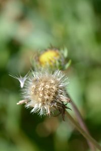 The Perennial That Blooms All Summer! How To Grow Blanket Flower