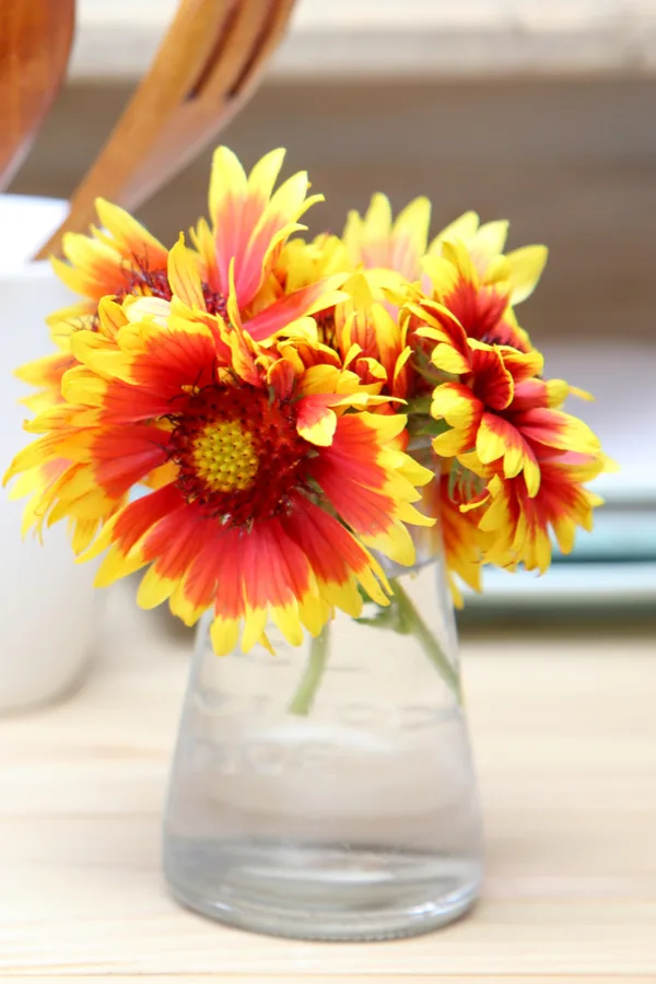 Blanket flowers in a clear vase
