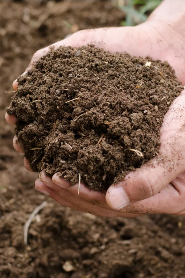 two hands holding finished compost