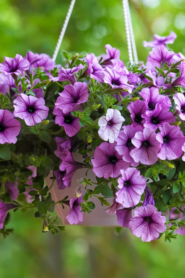 Purple flowers in a hanging basket