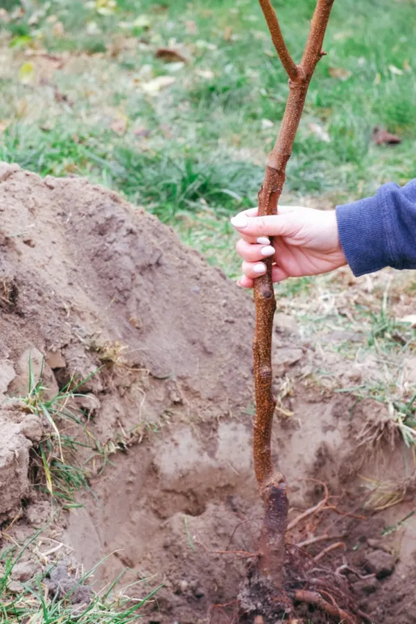 New tree being added to the ground