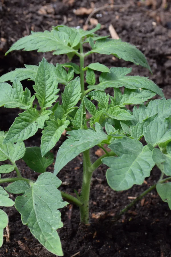 A young tomato plant growing