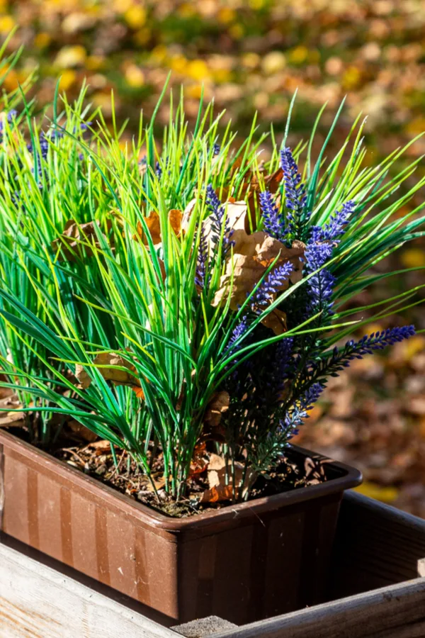 Liriope growing in a container. 