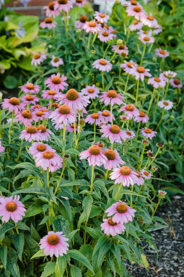 coneflowers growing in a landscape