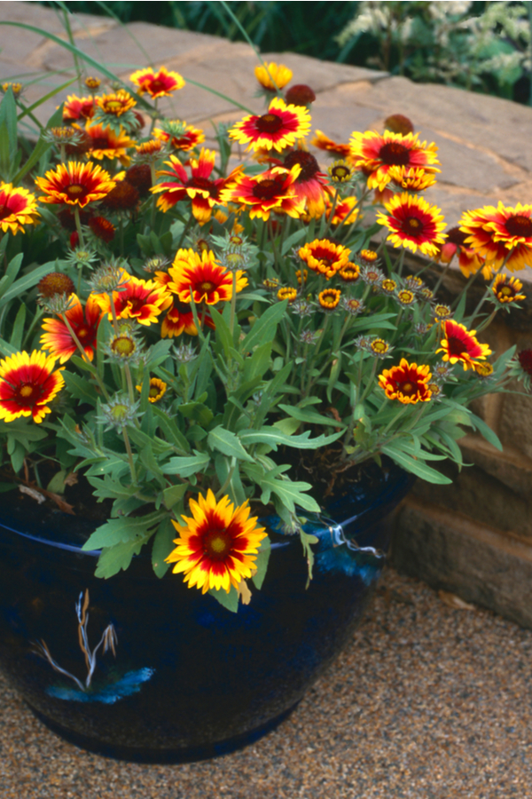 blanket flowers in a container