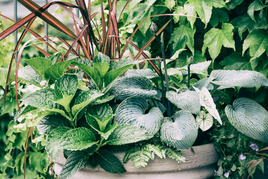 The Complete Guide to Growing Perennials in Containers