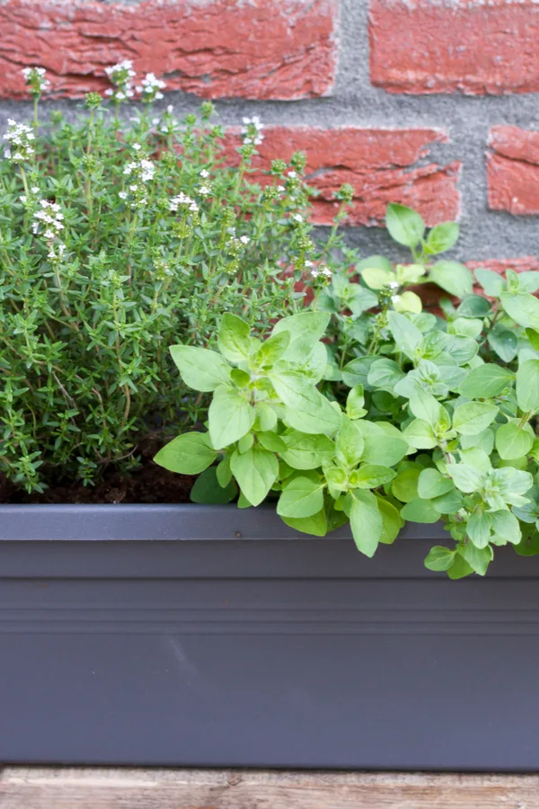 perennial herbs in a container