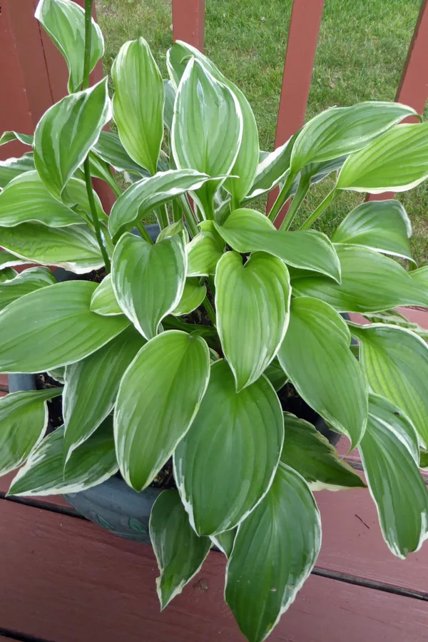 Hostas planted in a container 