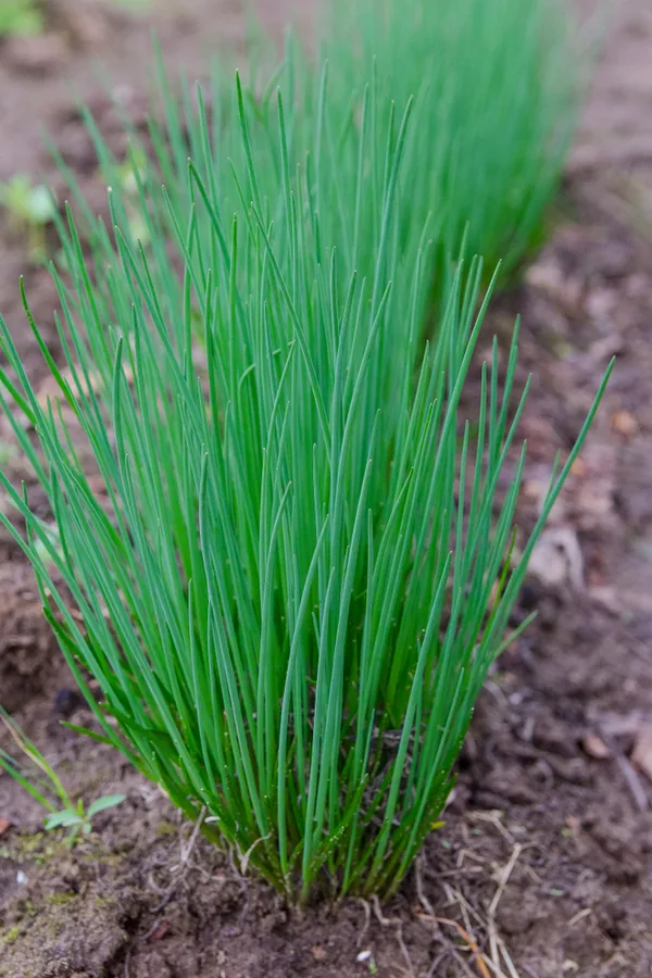 chives growing in the ground