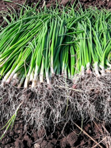 harvested green onions