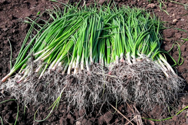harvested green onions