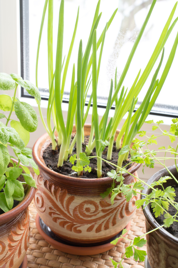 green onions can be an indoor plant as well.