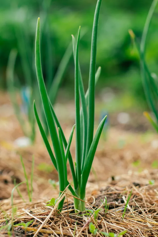 A thin layer of mulch isn't enough to stop weeds. 