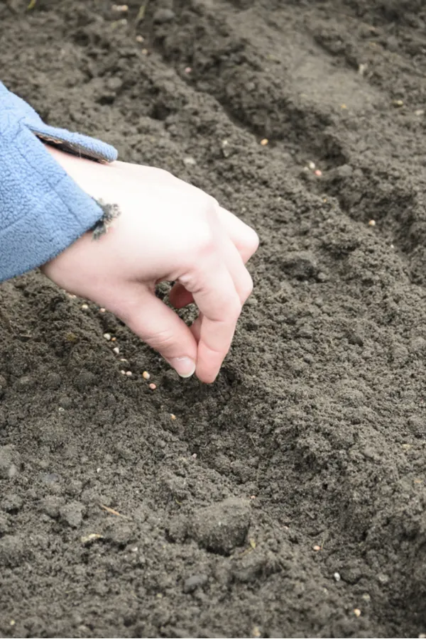 Planting green onion seeds