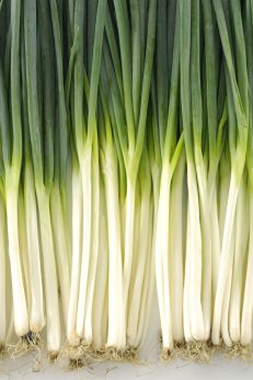 How To Plant Green Onions From Seed - Grow Green Onions With Ease!