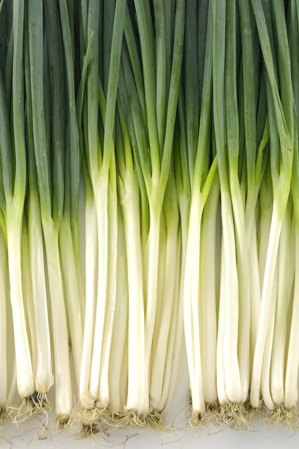 Scallion onions lined up - how to plant green onions