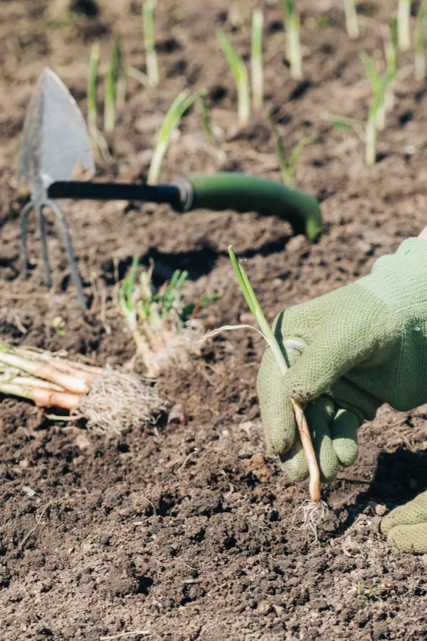 transplanting green onions outdoors