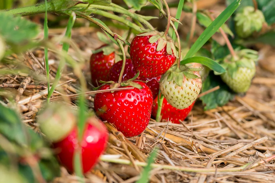 Do Strawberries Need Straw?