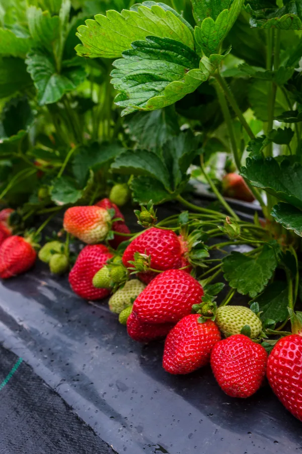 June Bearing Strawberries