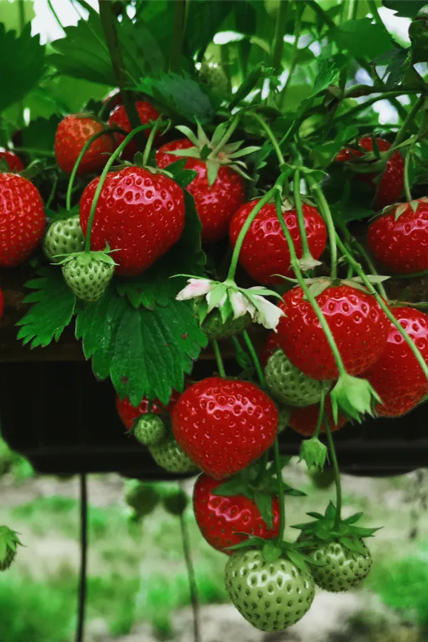 How To Grow Strawberries In Your Backyard - Simple Secrets To Success!