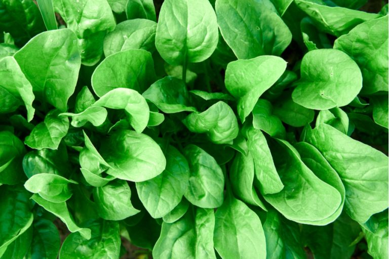 Spinach growing in a garden