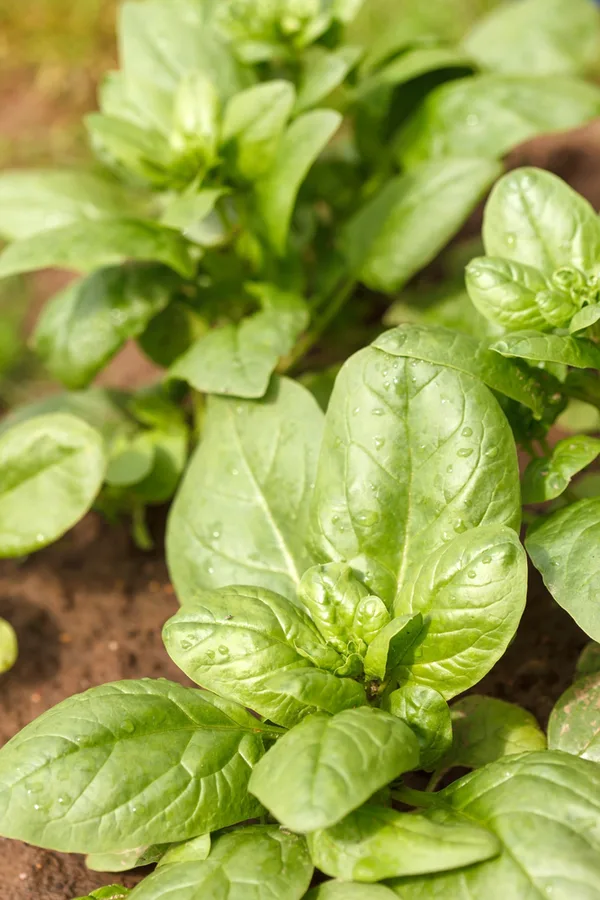 Growing Spinach How To Grow Tender Delicious Spinach With Ease