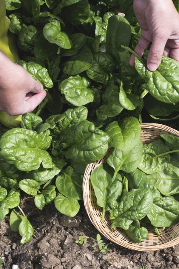 Harvesting spinach leaves