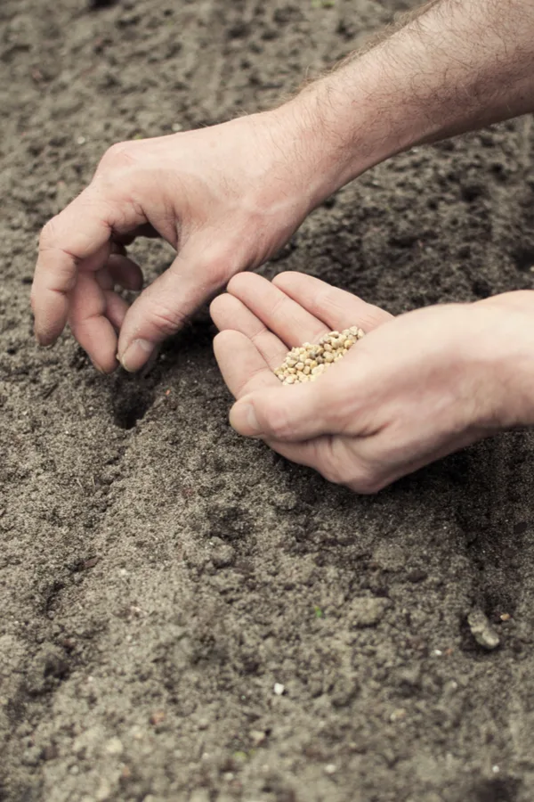 Two hands planting spinach seeds into the ground. 