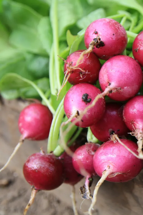 radishes are a great plant to grow next to spinach