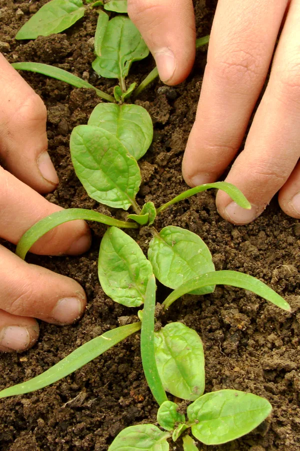 thin seedlings once they are a few inches tall