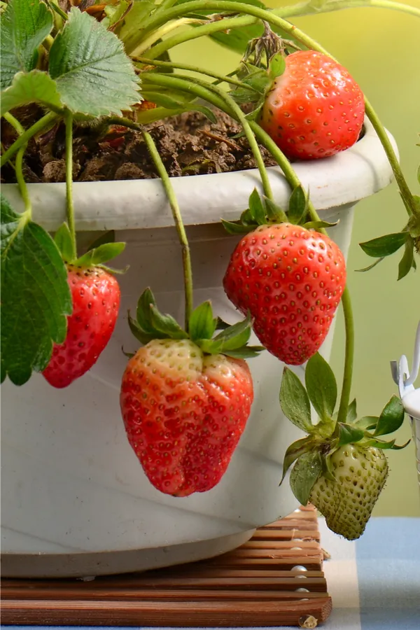 How To Grow Strawberries In Your Backyard - Simple Secrets To Success!