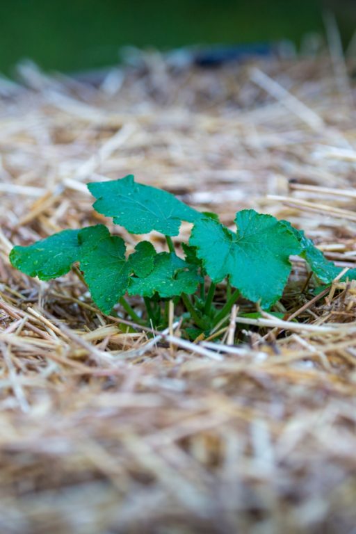 Growing Zucchini The Vegetable Plant That Keeps On Producing!