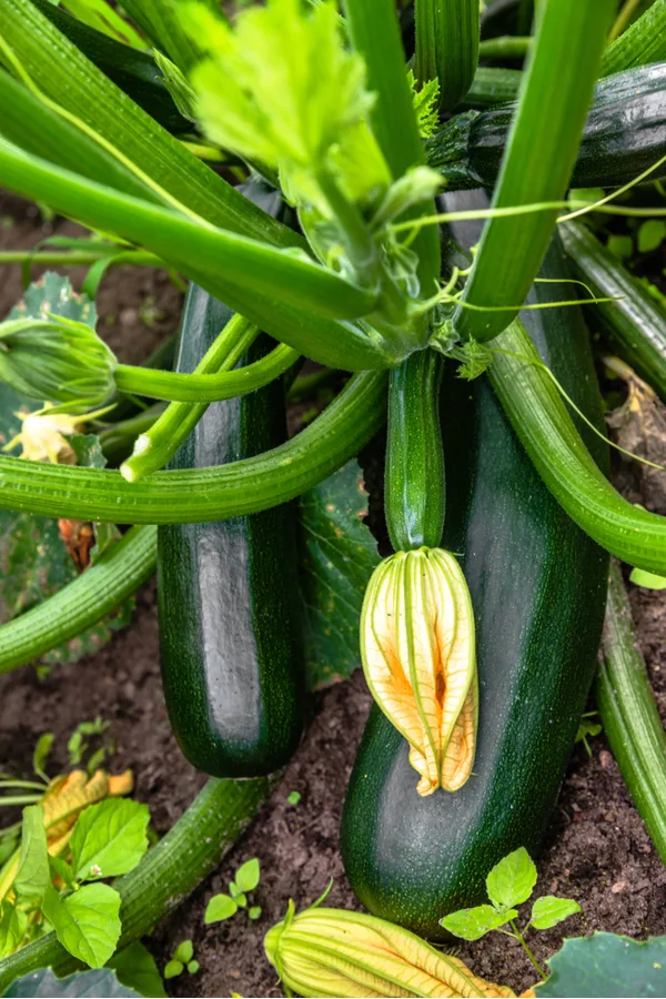 Multiple zucchini growing on a plant. Some are way oversized.