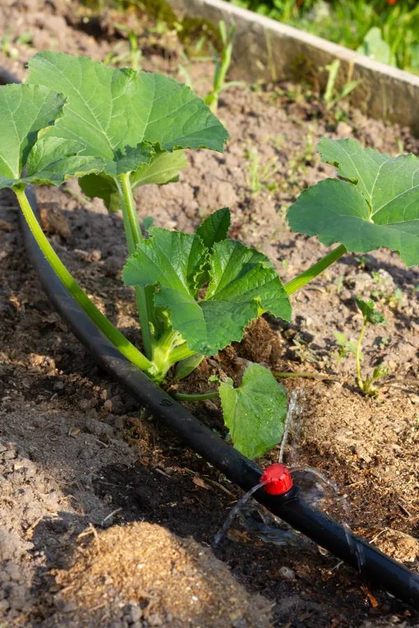 drip irrigation for zucchini plants