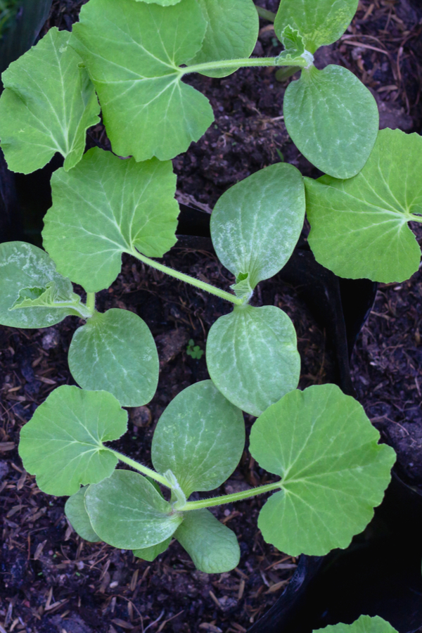 zucchini seedlings