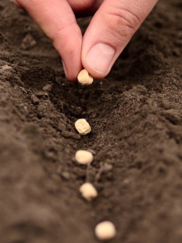 a male hand planting seeds in a narrow trench.