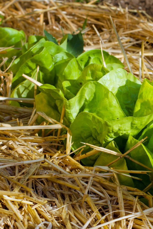 straw mulch around growing lettuce
