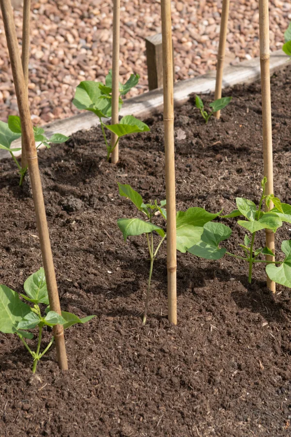 Vining peas growing along bamboo stakes