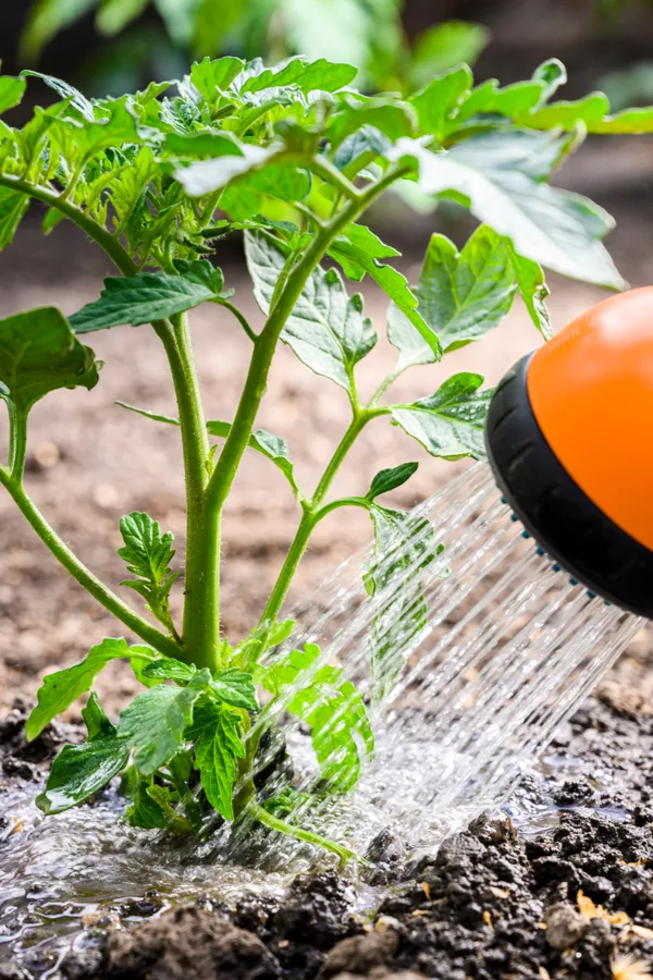 watering a tomato plant at its base