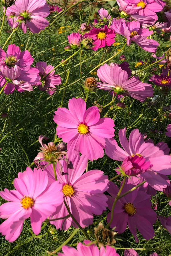 Several purple cosmos flowers