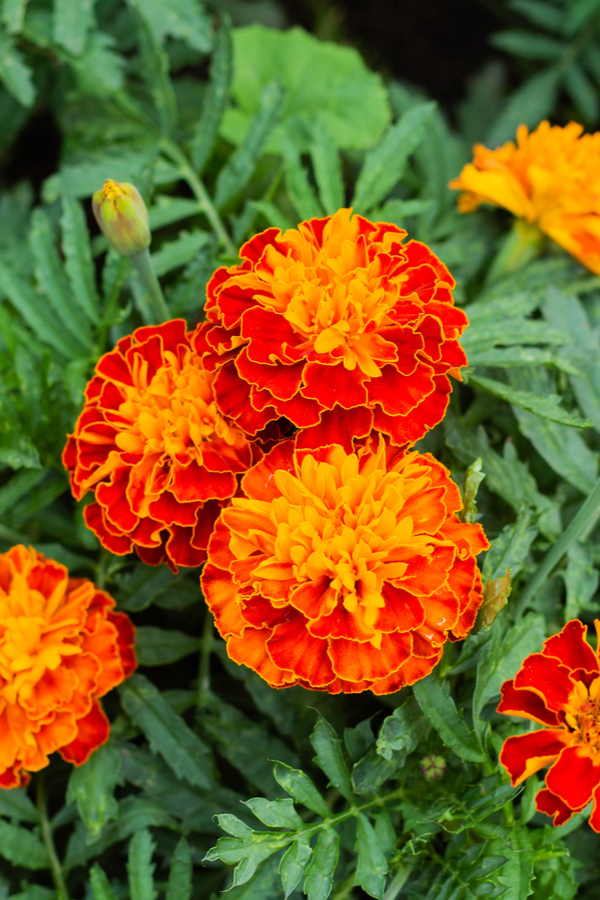 closeup of the annual flower, marigolds in orange and red