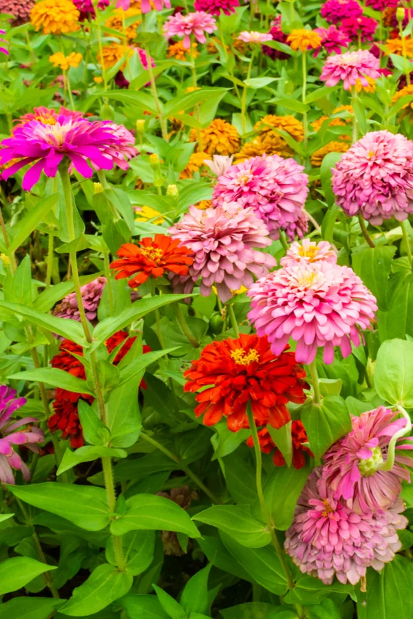 A garden full of zinnia flowers in red, pink, and orange colors