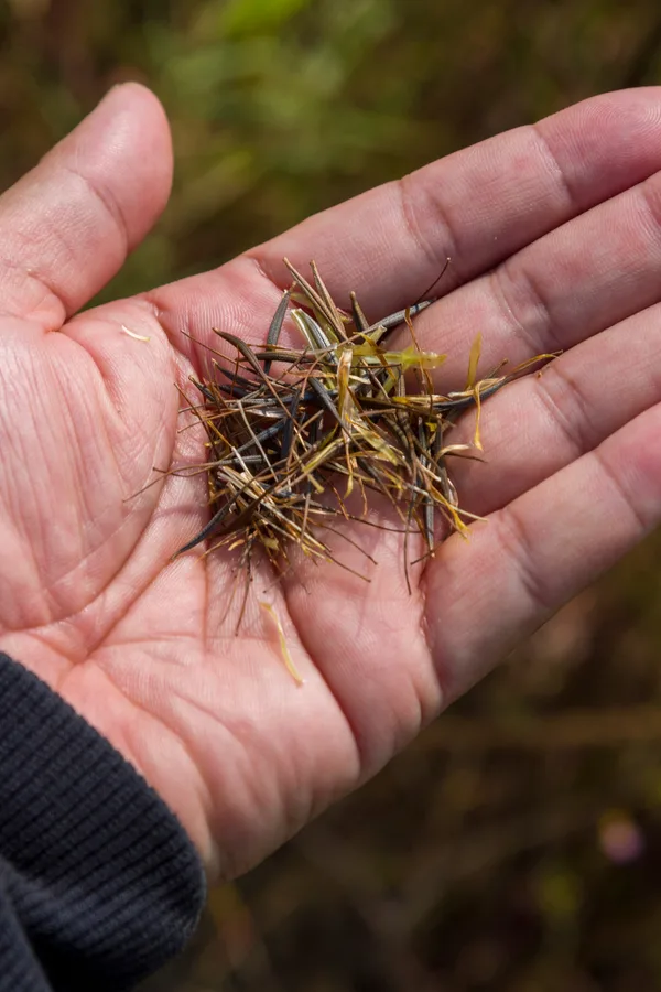 A hand holding the seeds of a cosmos flower