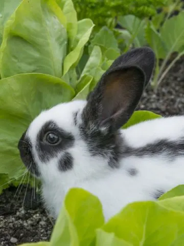 A black and white rabbit in a lettuce patch