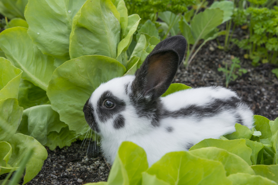 How To Keep Rabbits Out Of Your Garden Safe Methods That Work!